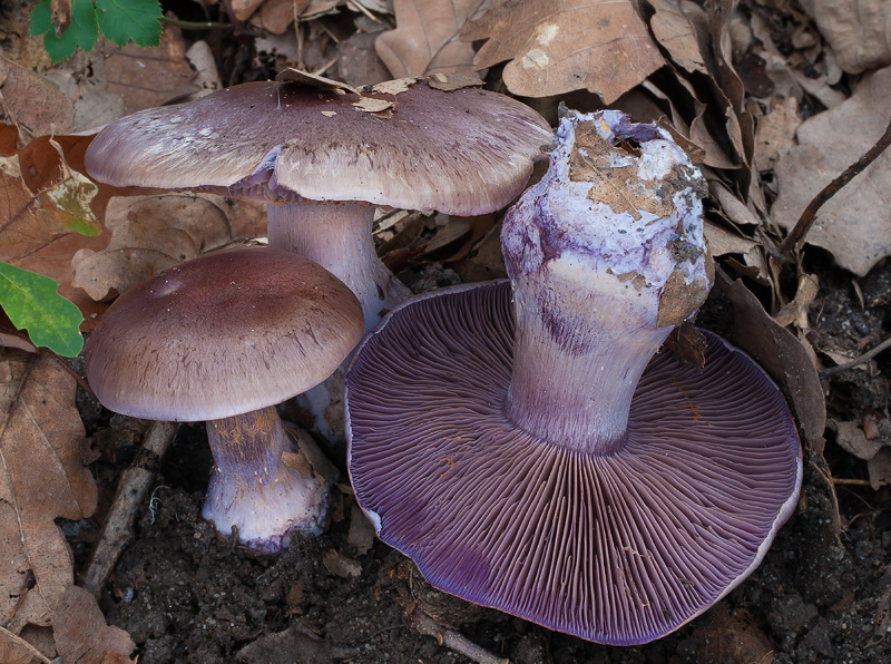 Cortinarius collocandoides